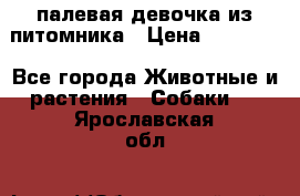 палевая девочка из питомника › Цена ­ 40 000 - Все города Животные и растения » Собаки   . Ярославская обл.